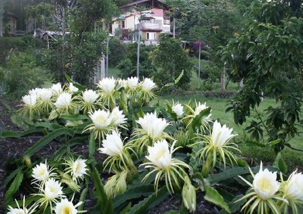 Banyan Tree Sanctuary Guest House Kalaoa Bagian luar foto